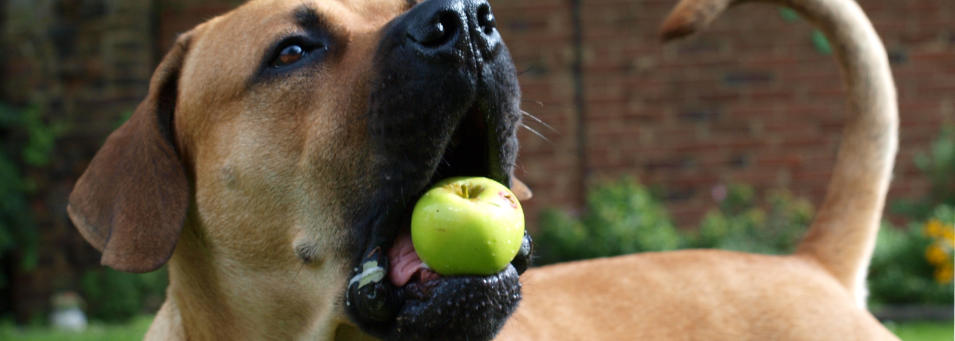 BOERBOEL