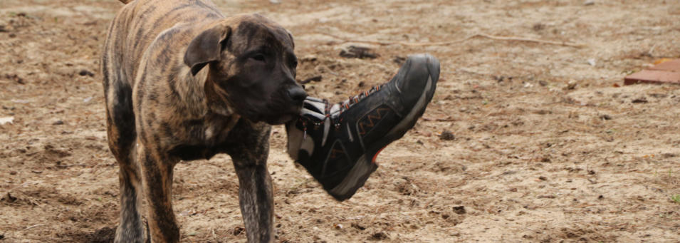 BOERBOEL