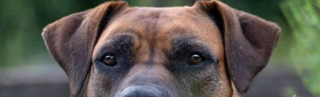 BOERBOEL FAQ
