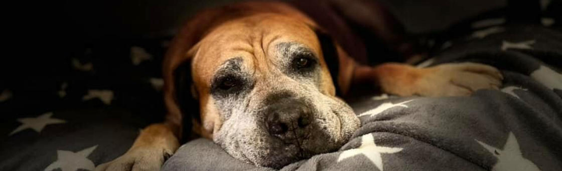 Burbull.de