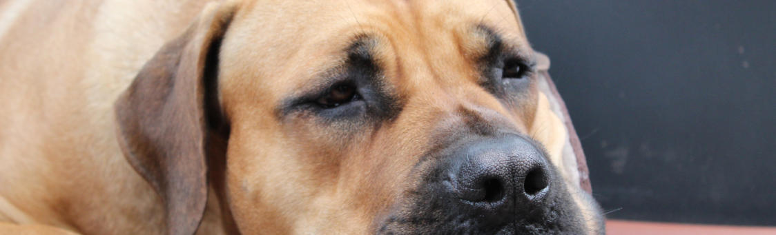BOERBOEL